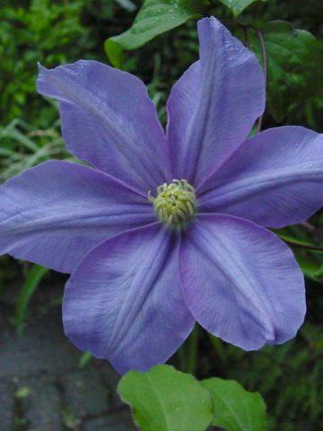 Clematis 'Fujimusume' - Grootbloemige bosrank