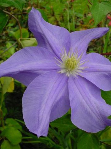 Clematis 'Fujimusume' - Grootbloemige bosrank