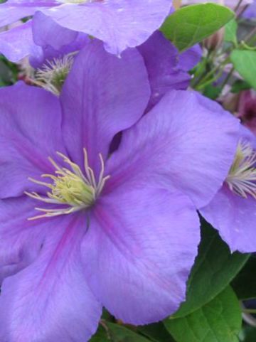 Clematis 'General Sikorski' - Grootbloemige bosrank