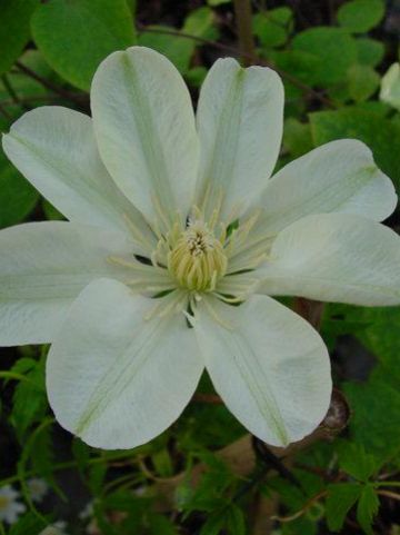 Clematis 'Guernsey Cream' - Grootbloemige bosrank