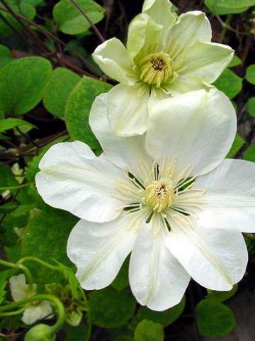 Clematis 'Guernsey Cream' - Grootbloemige bosrank