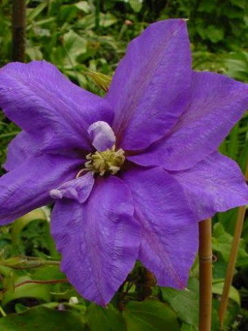 Clematis 'H.F. Young' - Grootbloemige bosrank