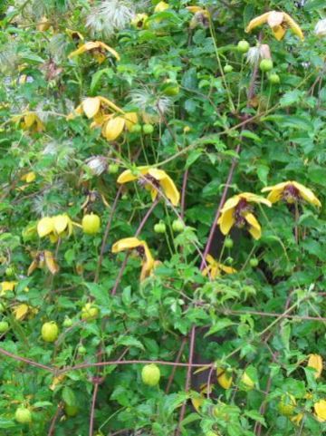 Clematis 'Golden Tiara' (='Kugotia') - Bosrank