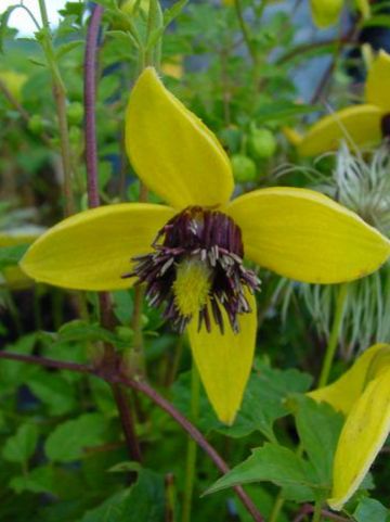 Clematis 'Golden Tiara' (='Kugotia') - Bosrank