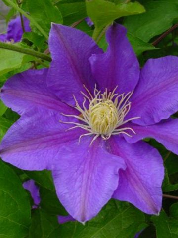Clematis 'Lasurstern' - Grootbloemige bosrank
