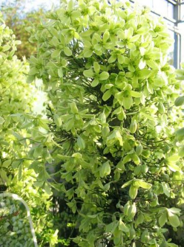 Clematis 'Lunar Lass' - Groenblijvende bosrank