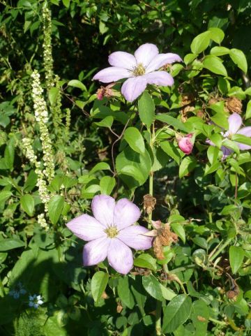 Clematis 'Madame Baron Veillard' - Grootbloemige bosrank