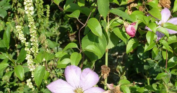 Clematis 'Madame Baron Veillard' - Grootbloemige bosrank | De Tuinen ...