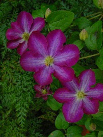 Clematis 'Miniseelik' - Grootbloemige bosrank