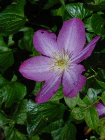 Clematis 'Miniseelik' - Grootbloemige bosrank