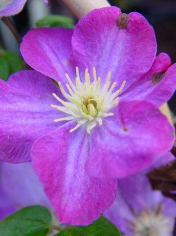 Clematis 'Miniseelik' - Grootbloemige bosrank