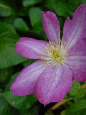 Clematis 'Miniseelik' - Grootbloemige bosrank
