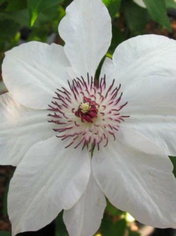Clematis 'Miss Bateman' - Grootbloemige bosrank