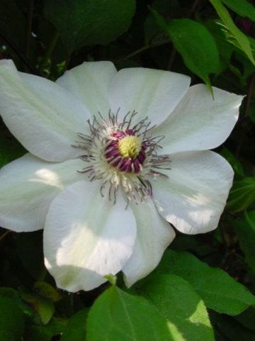 Clematis 'Miss Bateman' - Grootbloemige bosrank