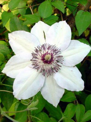 Clematis 'Miss Bateman' - Grootbloemige bosrank