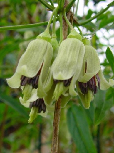 Clematis napaulensis - Bosrank | De Tuinen van Appeltern
