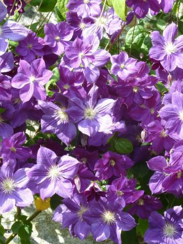 Clematis 'Star of India' - Bosdruif, bosrank
