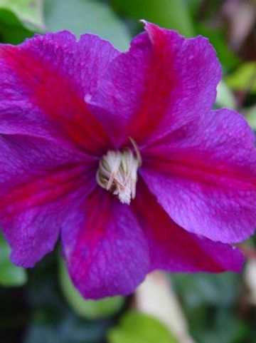 Clematis 'Star of India' - Bosdruif, bosrank