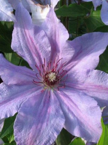 Clematis 'The First Lady' - Grootbloemige bosrank