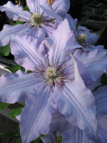 Clematis 'The First Lady' - Grootbloemige bosrank