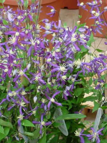 Clematis 'Pretty In Blue' (='Zopre') - Bosrank