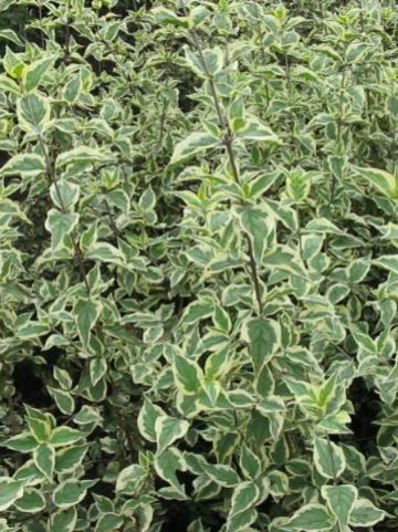Cornus mas 'Variegata' - Bontbladige gele kornoelje