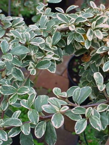 Cotoneaster × suecicus 'Juliette' - Dwergmispel