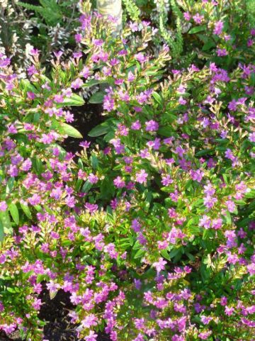 Cuphea hyssopifolia 'Niniek' - Mexikaans luciferplantje