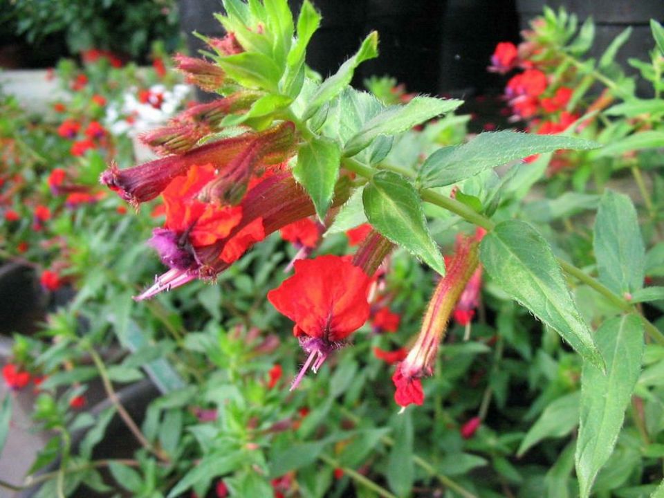 Cuphea llavea 'Tiny Mice' De Tuinen van Appeltern