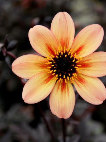 Dahlia 'Mystic Memories' (='Antique') - Dahlia