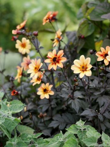 Dahlia 'Mystic Memories' (='Antique') - Dahlia