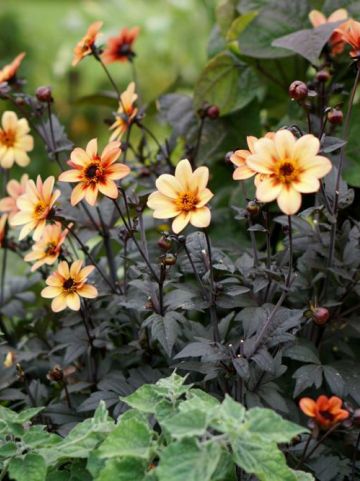 Dahlia 'Mystic Memories' (='Antique') - Dahlia