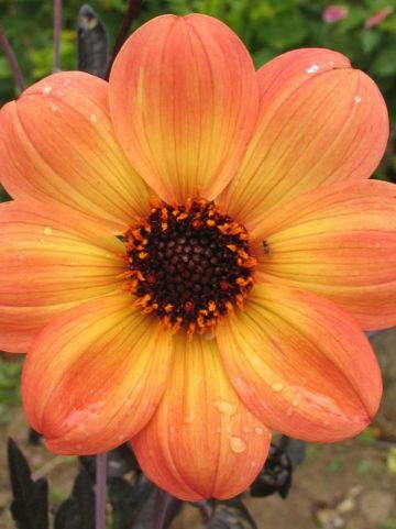 Dahlia 'Mystic Haze' (='Dark Side of the Sun') - Dahlia