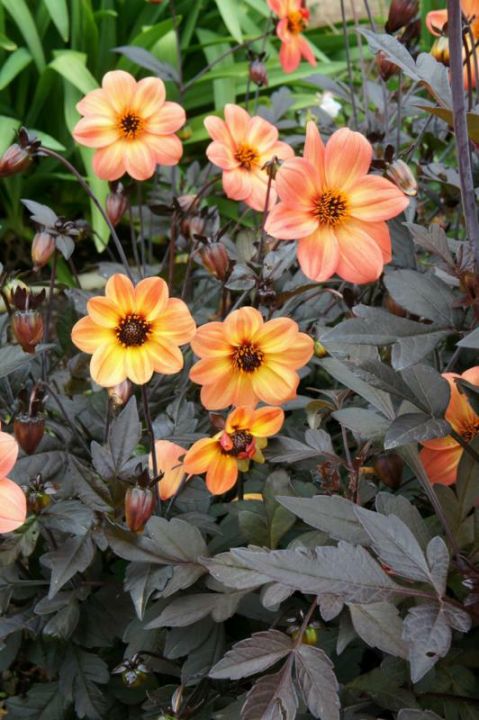 Dahlia ‘Mystic Haze’ (=‘Dark Side of the Sun’) - Dahlia | De Tuinen van