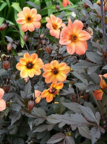 Dahlia 'Mystic Haze' (='Dark Side of the Sun') - Dahlia