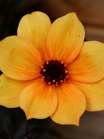 Dahlia 'Mystic Spirit' (='Hamspirit') - Dahlia