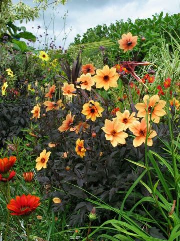 Dahlia 'Mystic Spirit' (='Hamspirit') - Dahlia