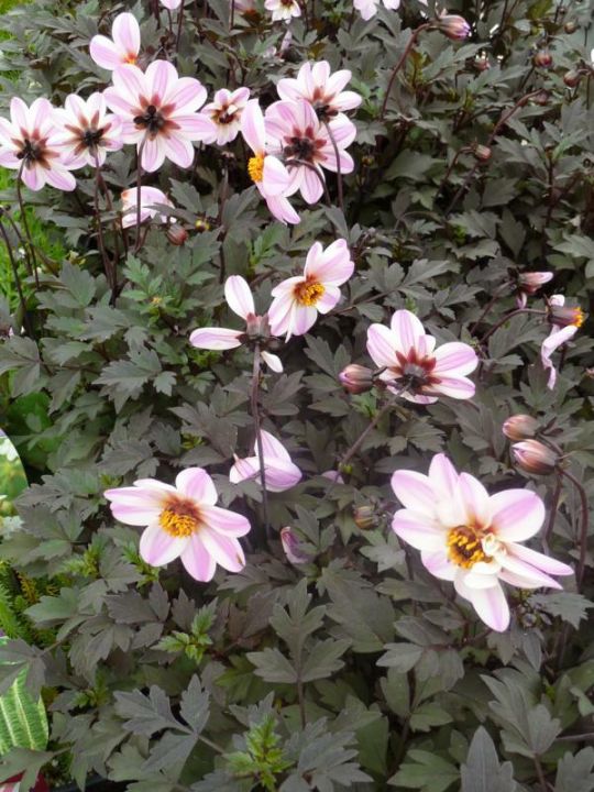 Dahlia 'Mystic Dreamer' (='Zone Ten') Dahlia De Tuinen van Appeltern