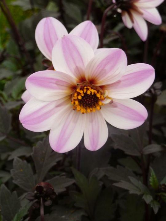 Dahlia 'Mystic Dreamer' (='Zone Ten') Dahlia De Tuinen van Appeltern