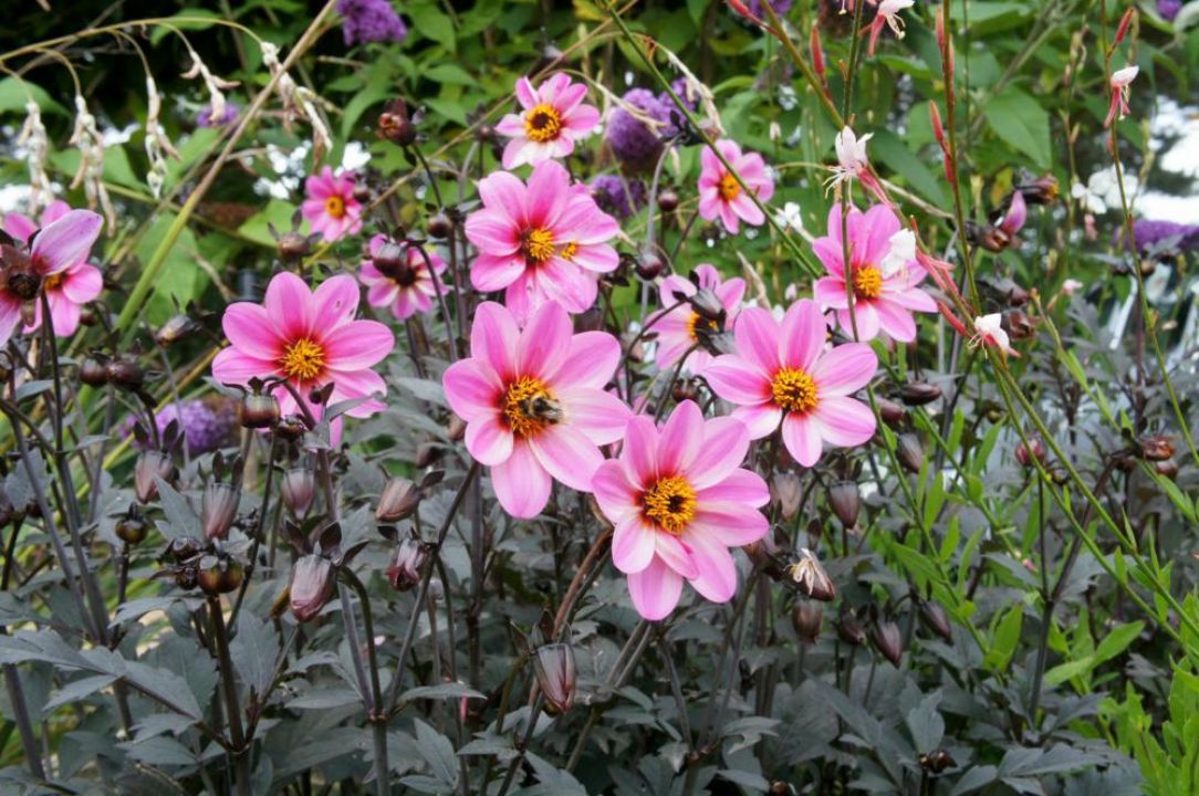 Dahlia 'Mystic Dreamer' (='Zone Ten') Dahlia De Tuinen van Appeltern