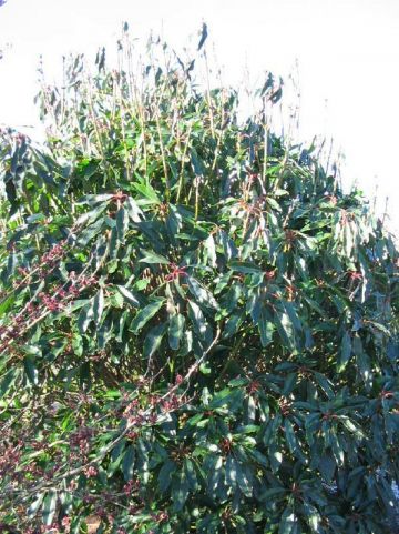 Daphniphyllum macropodum -