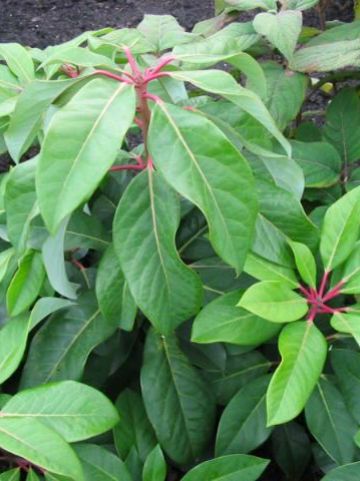 Daphniphyllum macropodum -