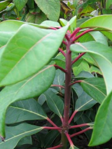 Daphniphyllum macropodum -
