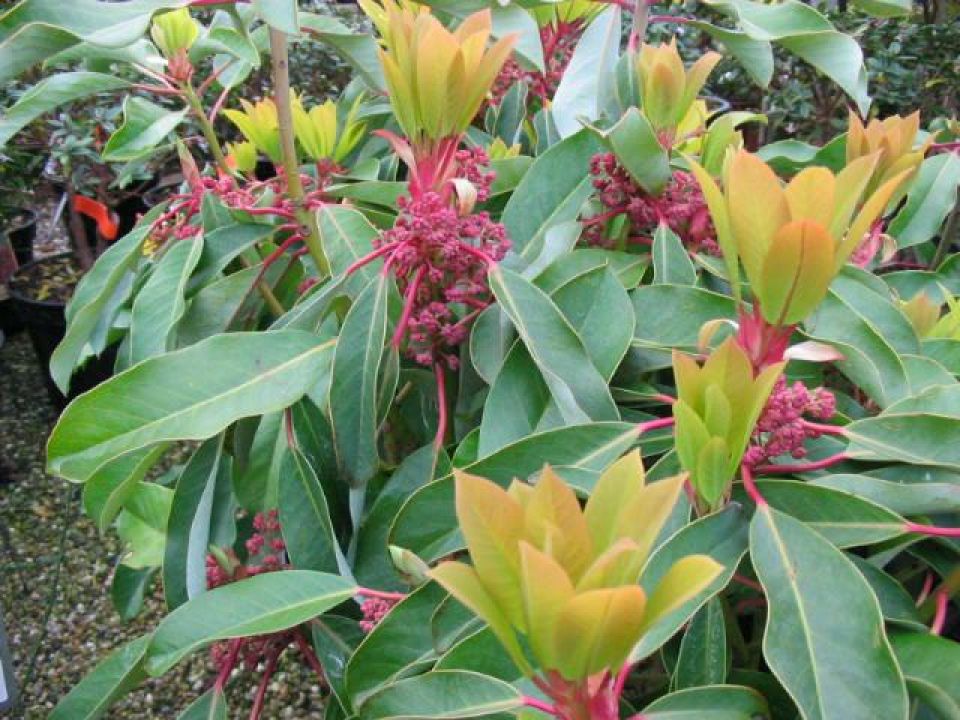 Daphniphyllum macropodum De Tuinen van Appeltern