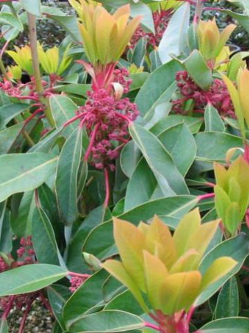 Daphniphyllum macropodum -