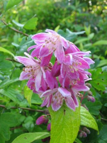 Deutzia × hybrida 'Strawberry Fields' - Bruidsbloem