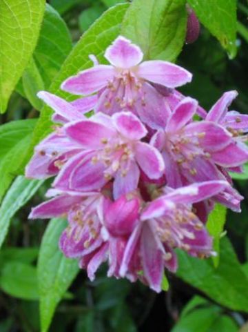 Deutzia × hybrida 'Strawberry Fields' - Bruidsbloem
