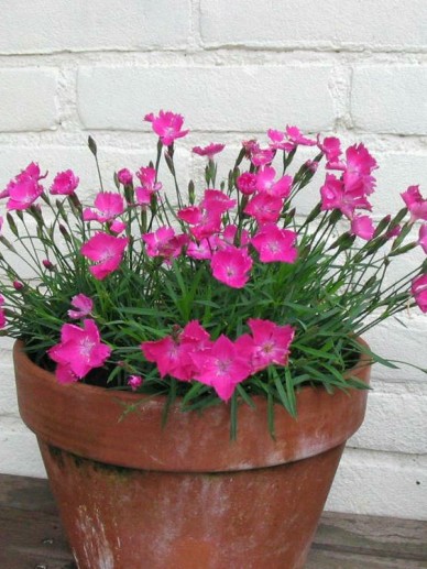 Bloomique