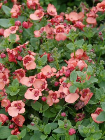Diascia barberae 'Flying Colors Apricot' (='Diastina') - Diascia