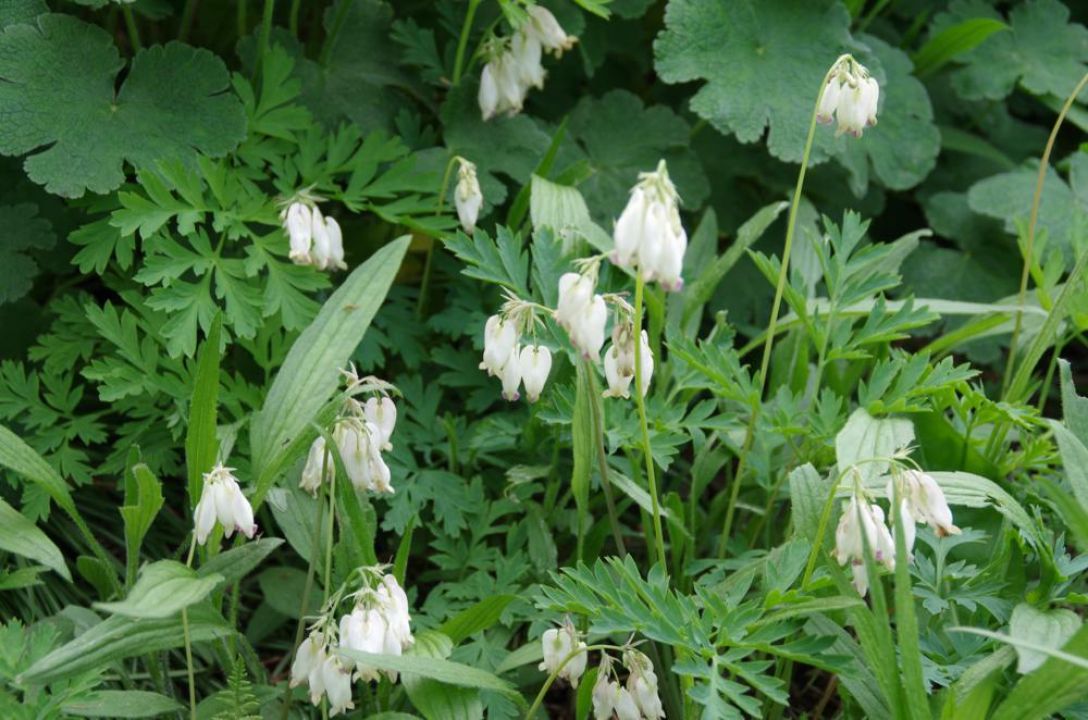 Dicentra eximia 'Alba' Gebroken hartjes , Mariatranen De Tuinen van